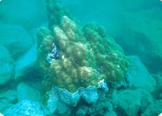 ハマサンゴ属を中心とする移築サンゴ