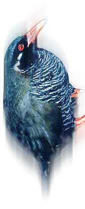 �����o���N�C�i