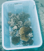 採取されたサンゴ