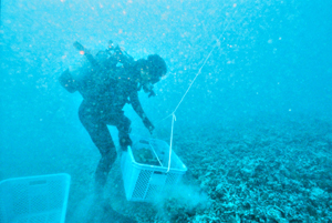 採取したサンゴを船上に運搬