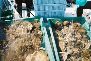 運搬中はサンゴが乾燥しないように散水