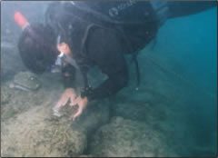 サンゴの固定作業