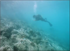 移植後の状況 ※サンゴの大きさはこぶし大から人頭大程度です。