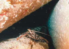 通水部付近で確認されたカノコイセエビ