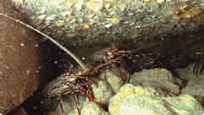 ブロック通路に生息するカノコイセエビ