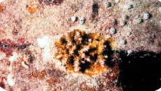 着生したサンゴ郡体