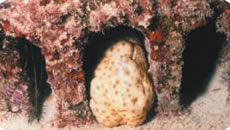 ヨコスジナマコ