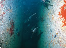通水部付近で確認されたカノコイセエビ