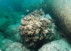 移築サンゴに集まるミスジリュウキュウスズメダイ