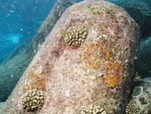 凹凸部に着生したサンゴ郡体