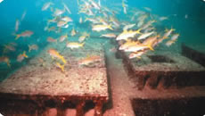 ブロック周辺を群雄するアカヒメジ