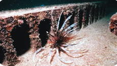 ハナミノカサゴ