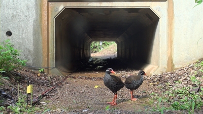 �N�C�i�g���l���̗��p��