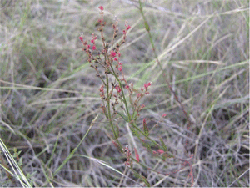 �i�K�o�A���m�g�E�O�T