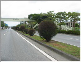 ��ʍ���58���i����s�{���j�A�^�}���N�}�I�E�̐A��