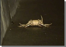 �J�j���։Ђɑ������p