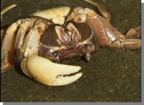 �J�j���։Ђɑ������p