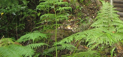 ���΂�̐A���i�V�_�j