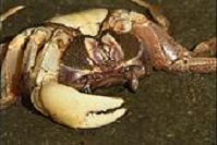 �։Ђɂ������J�j�̎p