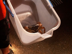 �ی삳�ꂽ�J�j����