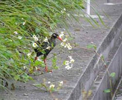 ���H�ɍ~��Ă��������o���N�C�i