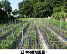 �y�����͔̍|���i�z