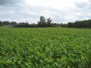 �������̃^�[������