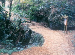 �R�c�J��̐���