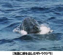 �y�C�ʂɊ���o�����U�g�E�N�W���z