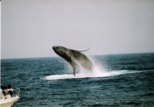 �D�̋߂��ŃW�����v����U�g�E�N�W��