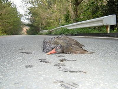 �����o���N�C�i�̌�ʎ���