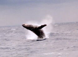 �D�̋߂��ŃW�����v����U�g�E�N�W��