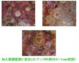 �����ʒ�����ɒ��������T���S�̗�(0.5�`1mm���x)