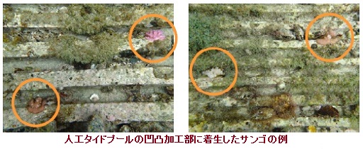 �l�H�^�C�h�v�[���̉��ʉ��H���ɒ��������T���S�̗�