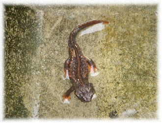 ����m�F���ꂽ�C�{�C�����̉摜