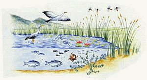 生態系創出イメージ