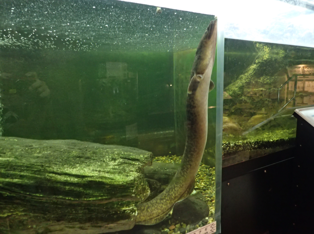 オオウナギ生体展示