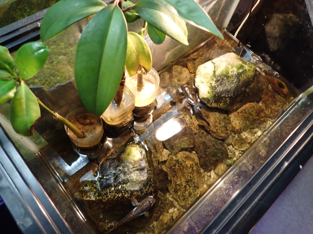 トントンミー（ミナミトビハゼ）生体展示